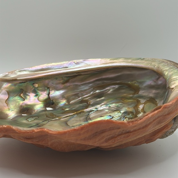 Vintage Red Abalone Shell. Excellent luster. Collector piece. - Picture 11 of 12